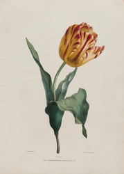 Tulp